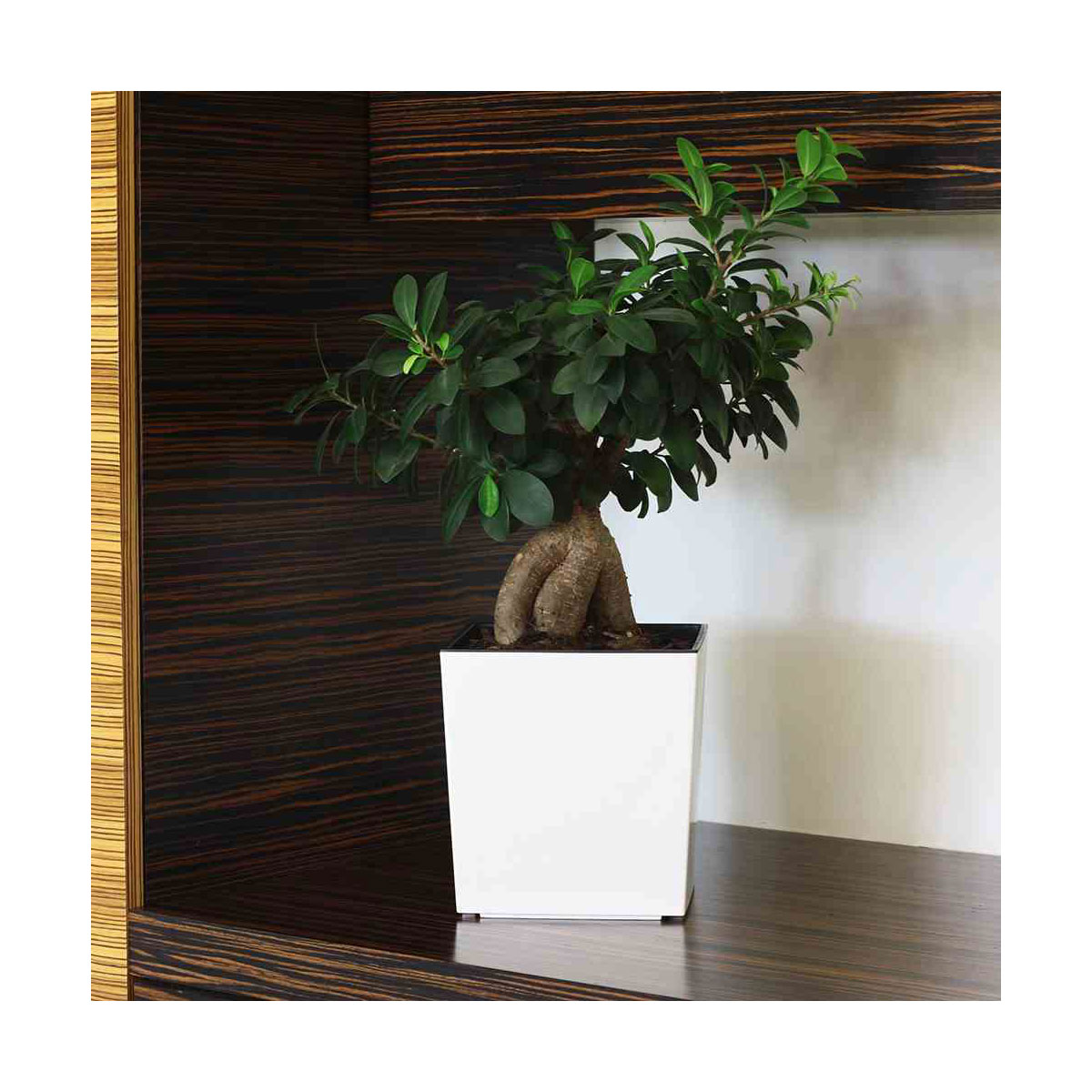 Siena Garden Pflanzgefäß Brest 40 x 40 x 41,5 cm weiß Hochglanzoptik Bild 3