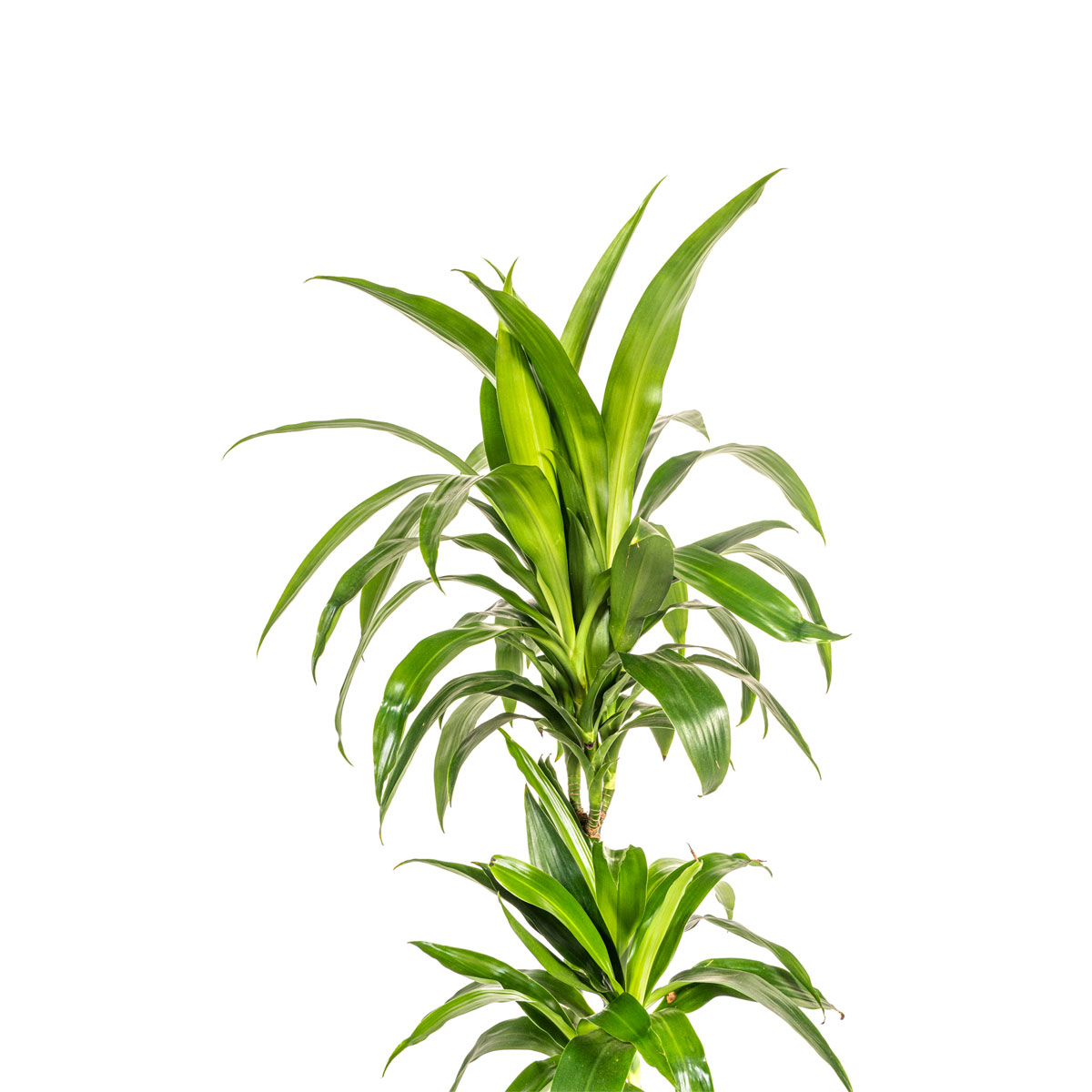 Duftender Drachenbaum „Lisa“, Topf Ø 21 cm Bild 3