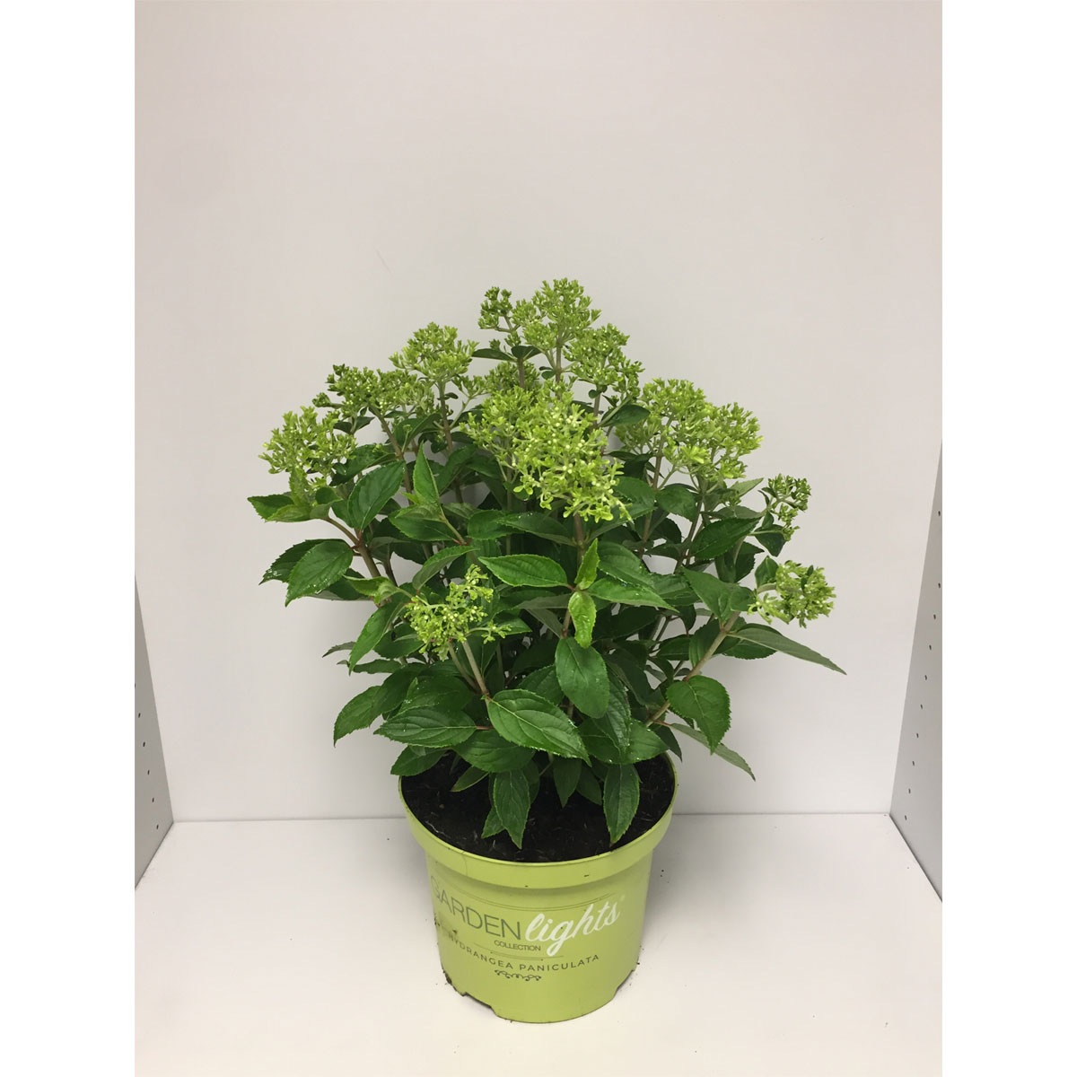 Plantiflor  Rispenhortensie Whitelight Durchmesser 23 cm