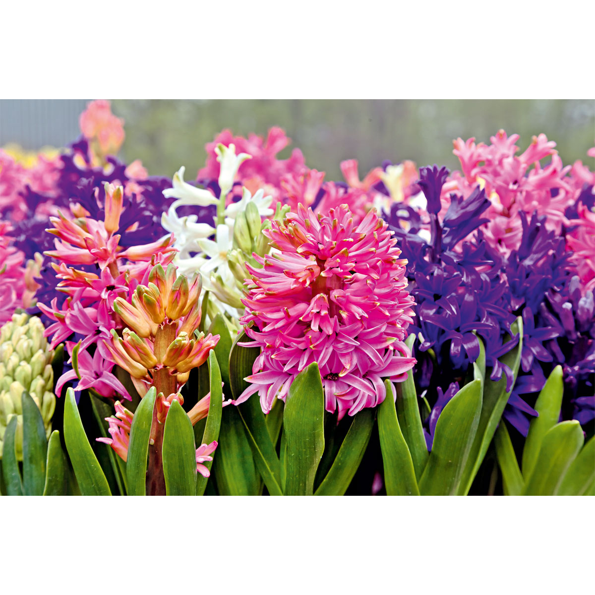 Plantiflor  Hyazinthe Topf Durchmesser 12 cm Bild 2