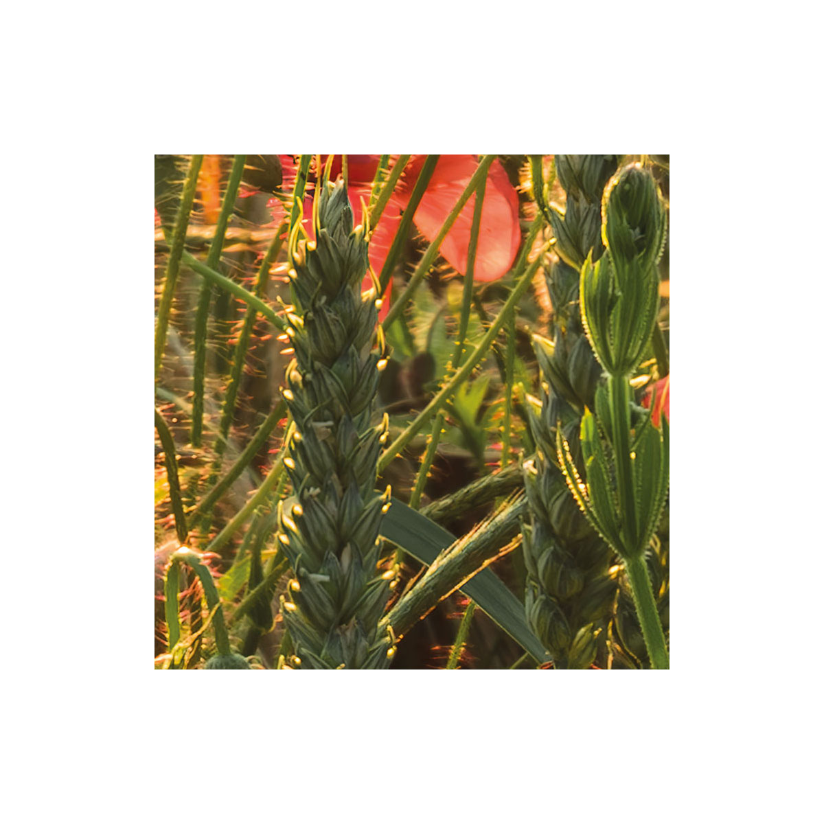 Komar  Vlies Fototapete Poppy World 250x280 cm Bild 7