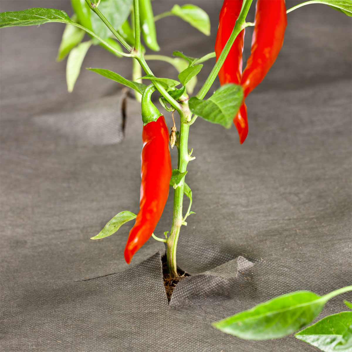 Windhager  Unkrautvlies 10x1 m 50 g/m²