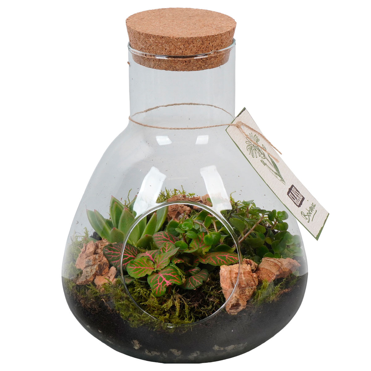 Bepflanztes Glas mit Grünpflanzen T22