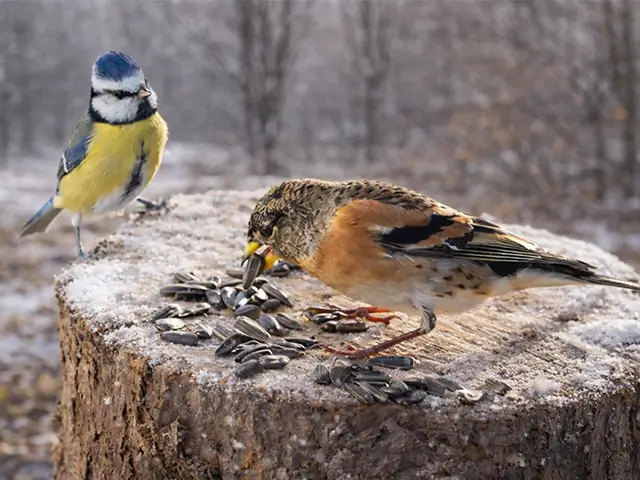 Wildvögel auf Baumstumpf beim fressen
