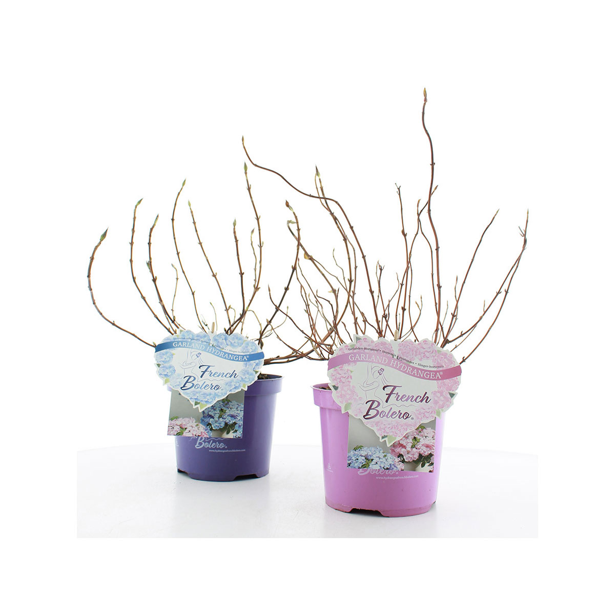 Plantiflor  Gartenhortensie French Bolero Topf Durchmesser 20 cm