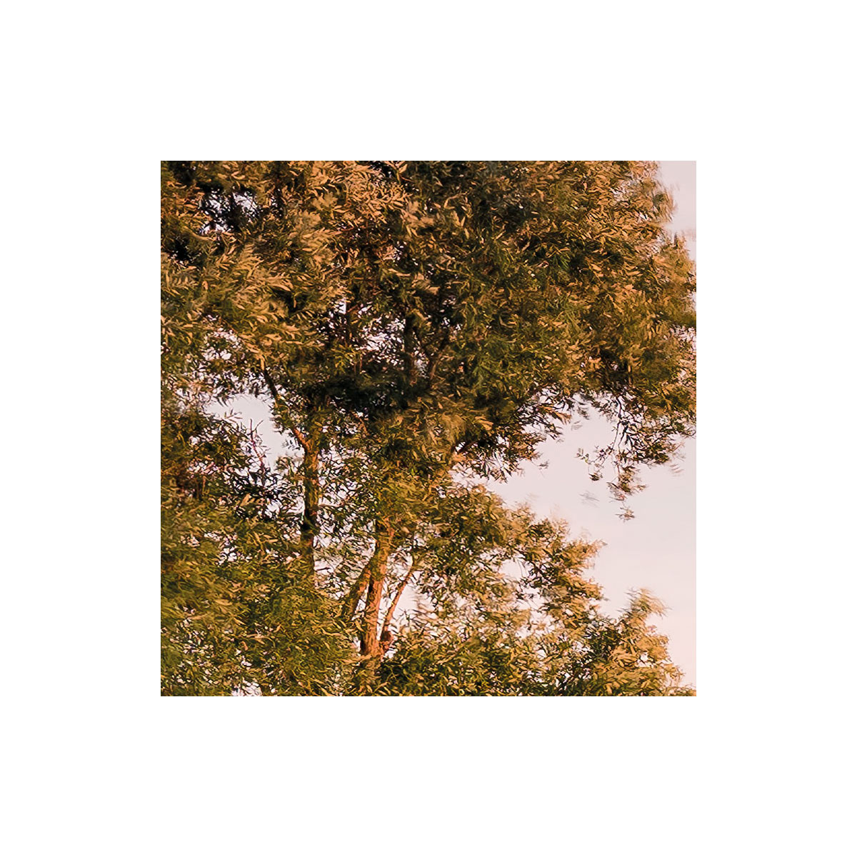 Komar  Vlies Fototapete Tage wie Diese 450x280 cm Bild 3