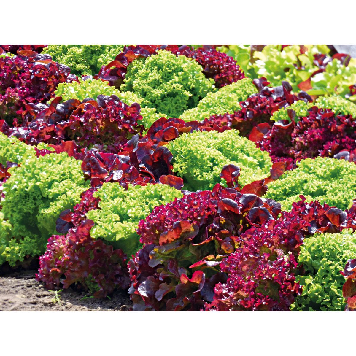 Plantiflor  Gemüsejungpflanzen 6er-Pack Bild 2