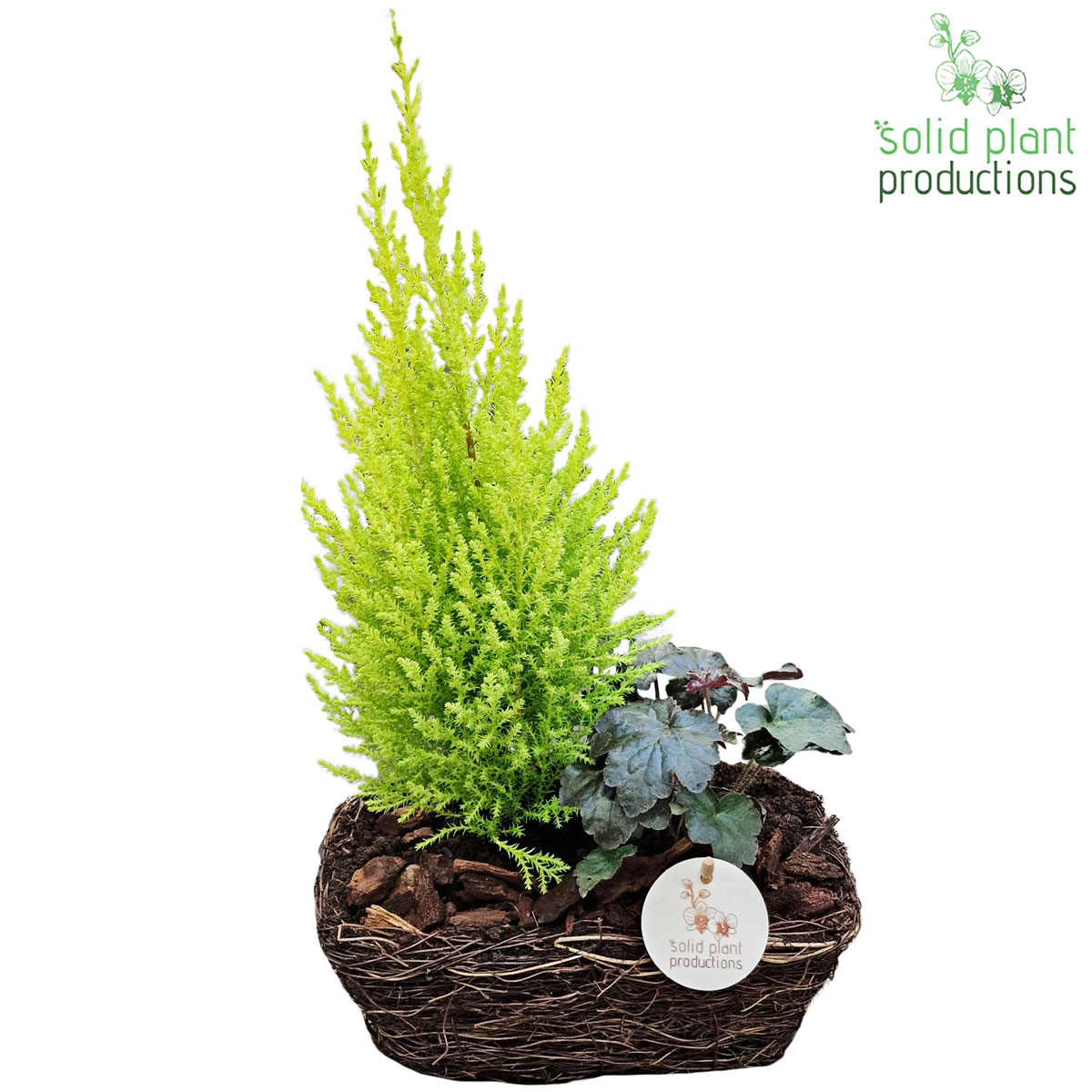 Bepflanzte Schale Herbst Salim Topf-Ø 24 cm Bild 4