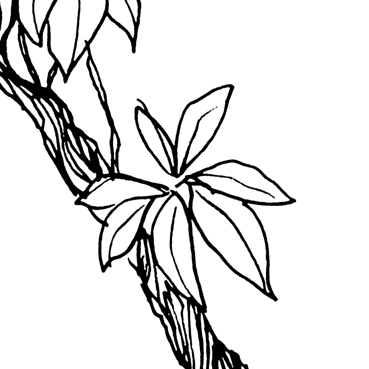 Komar  Vlies Fototapete Blanca 400x280 cm Bild 9