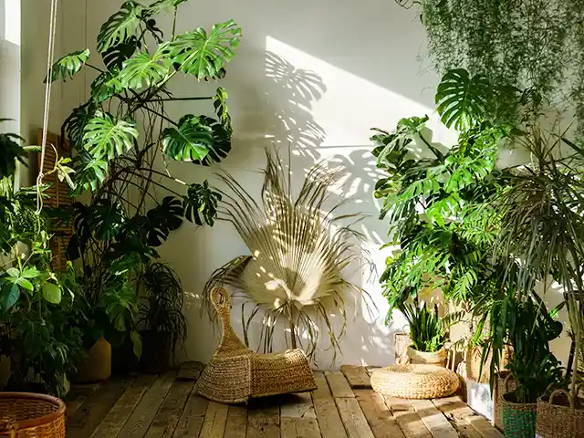 Verschiedene Zimmerpflanzen stehen in Töpfen auf einem Holzboden in einem sonnendurchfluteten Raum.