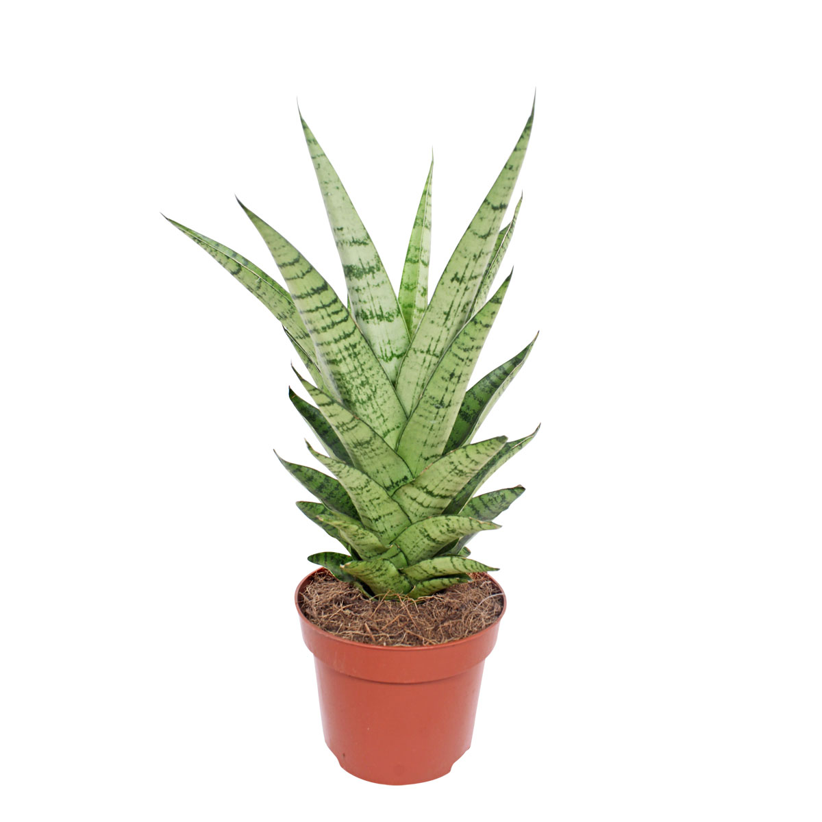 Plantiflor  Bogenhanf Topf Durchmesser 12 cm Bild 2