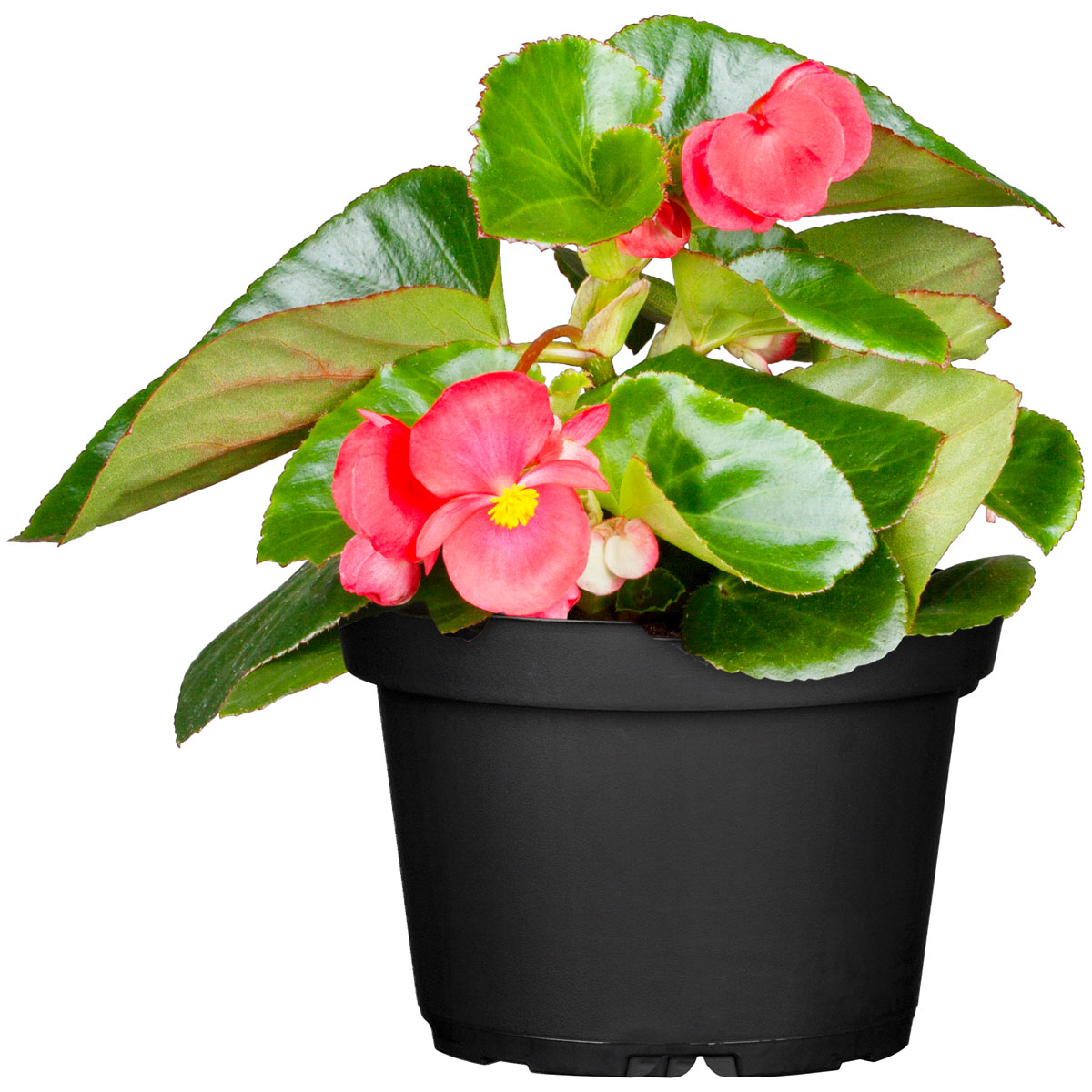 Plantiflor  Begonie Durchmesser 13 cm Bild 1