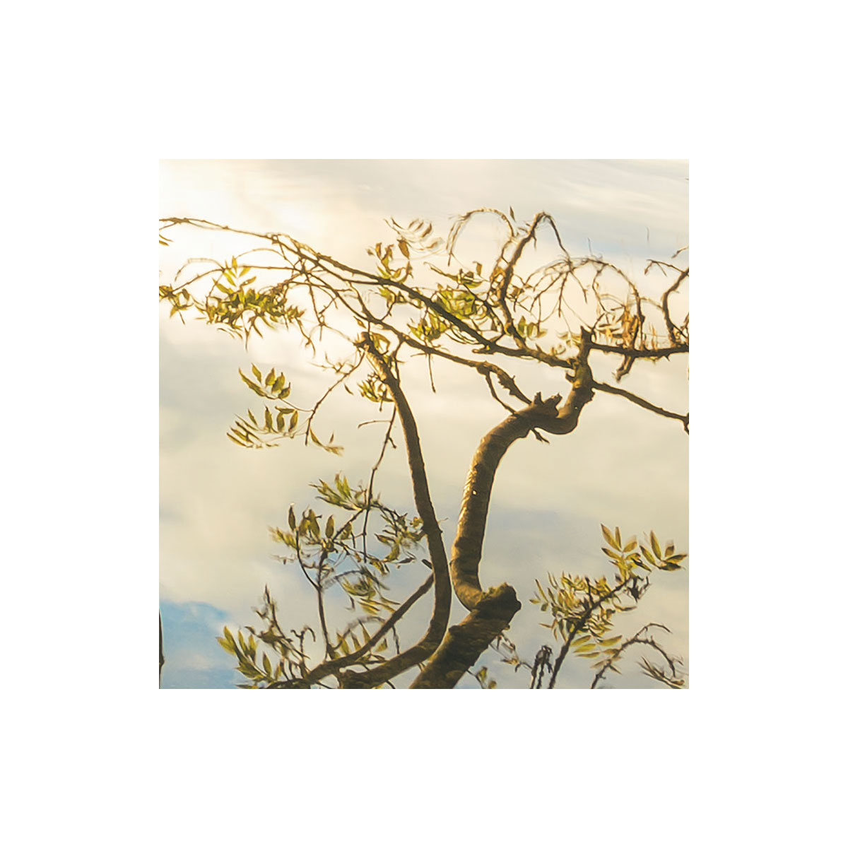 Komar  Vlies Fototapete Golden Embrace 400x250 cm Bild 5