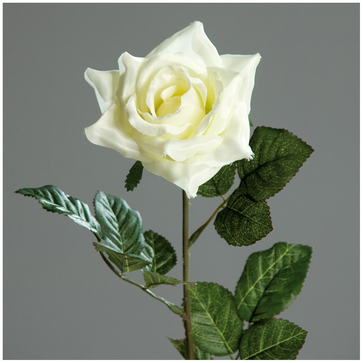 Promotion-Satin-Rose 60 cm cream