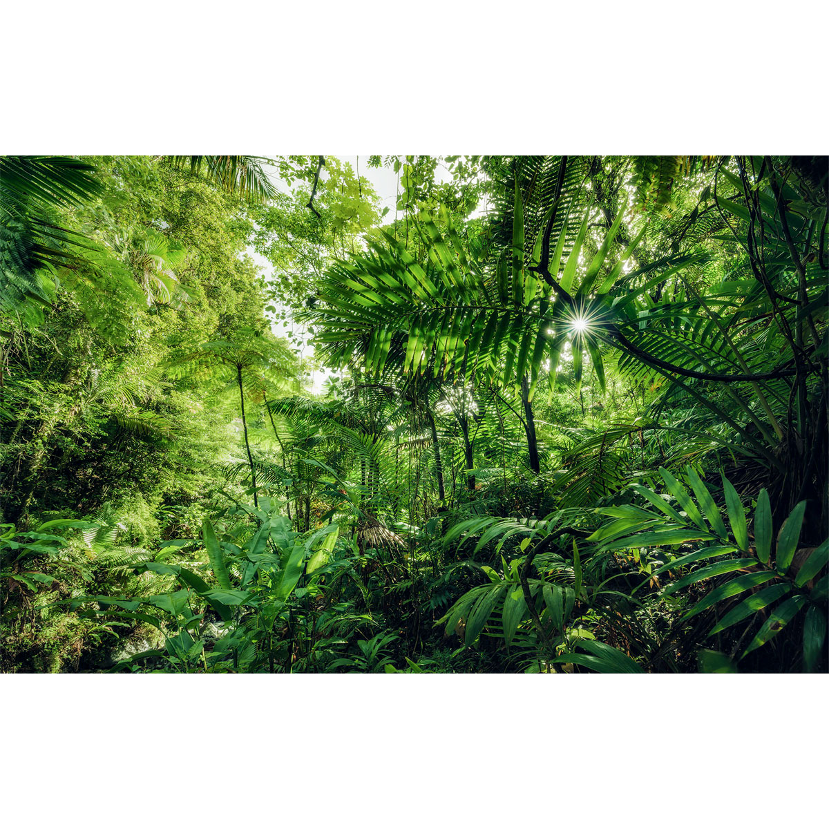 Komar  Vlies Fototapete Into The Jungle 400x250 cm Bild 2