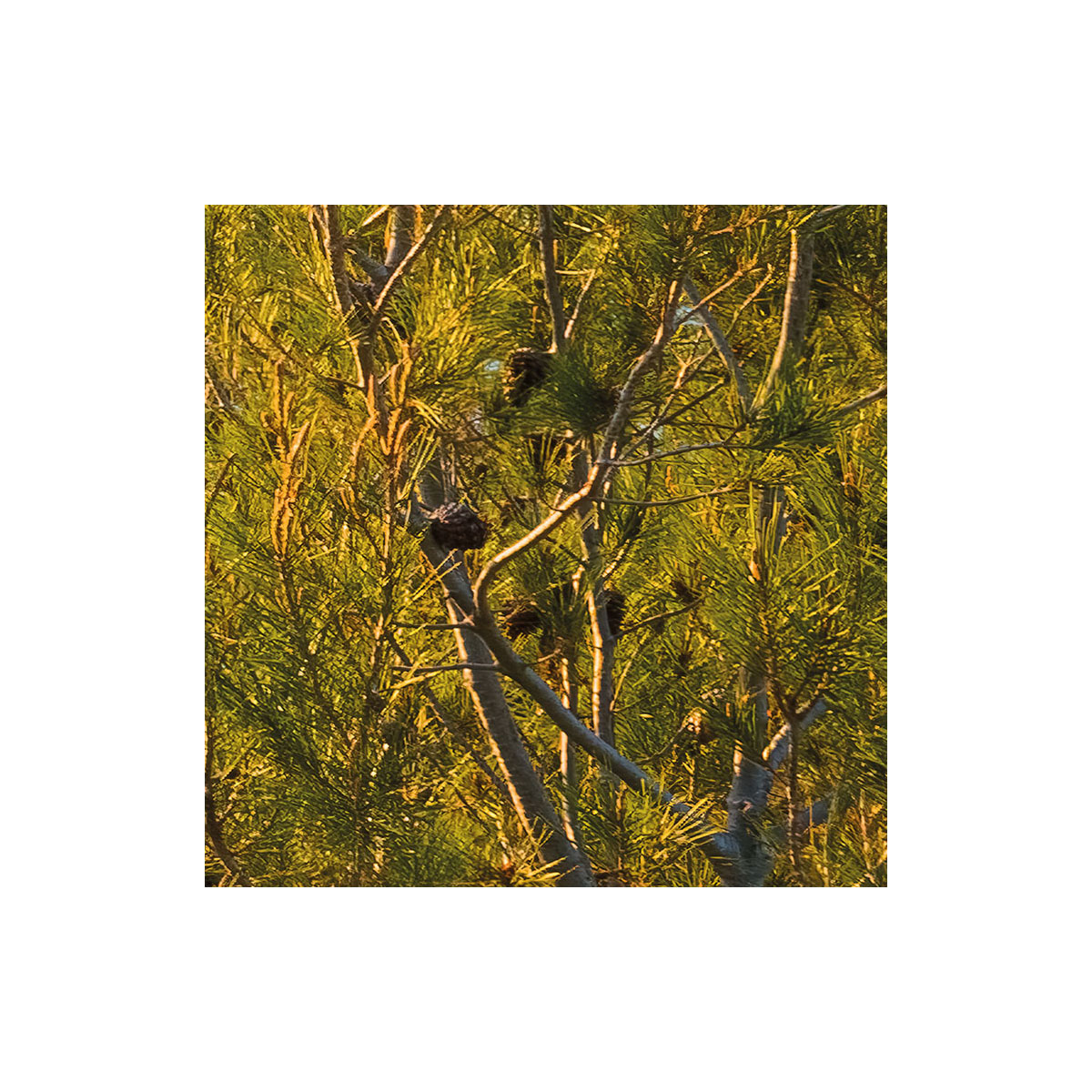 Komar  Vlies Fototapete Licht des Südens 400x280 cm Bild 7