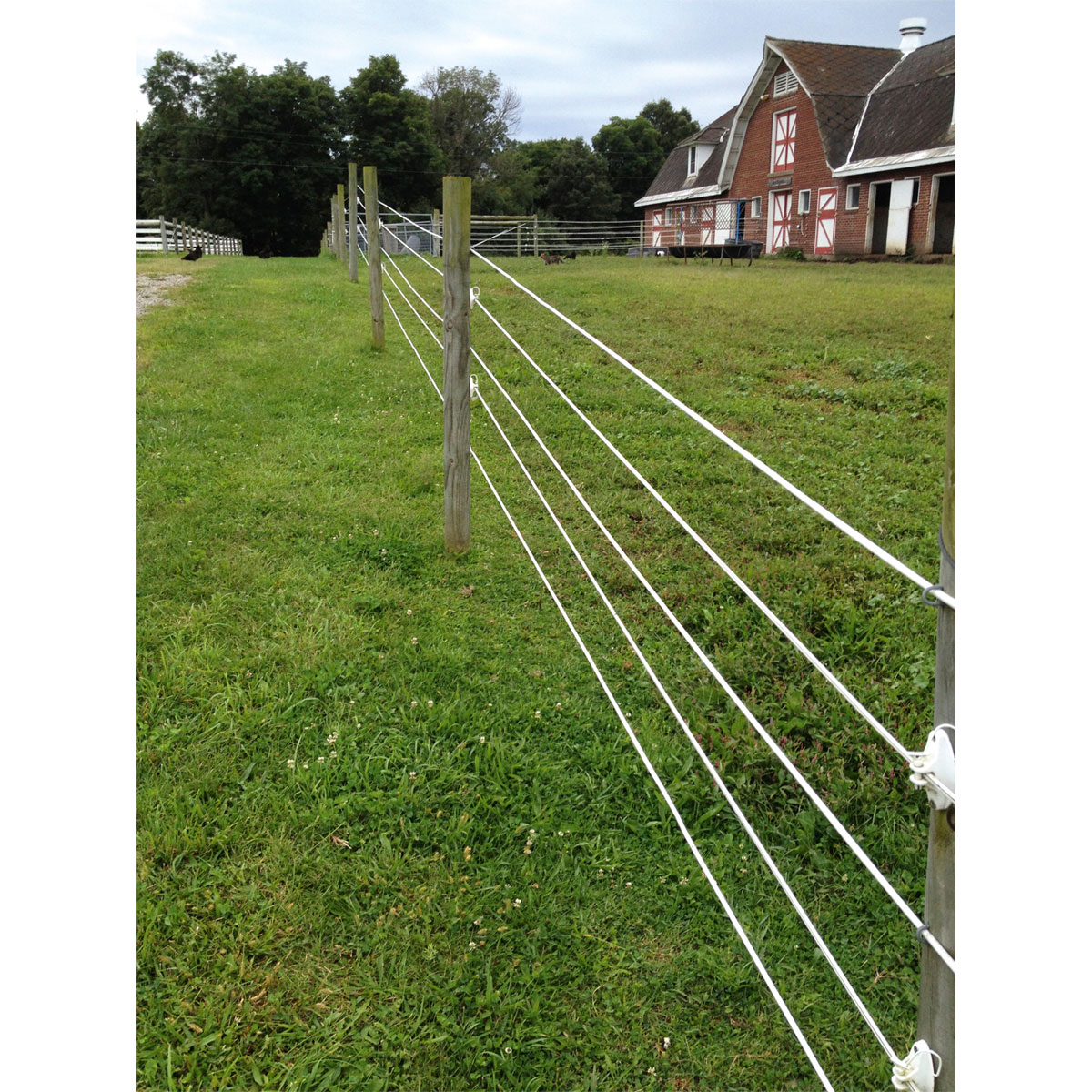 Stahldraht Premium Horse Wire 250 m Bild 9