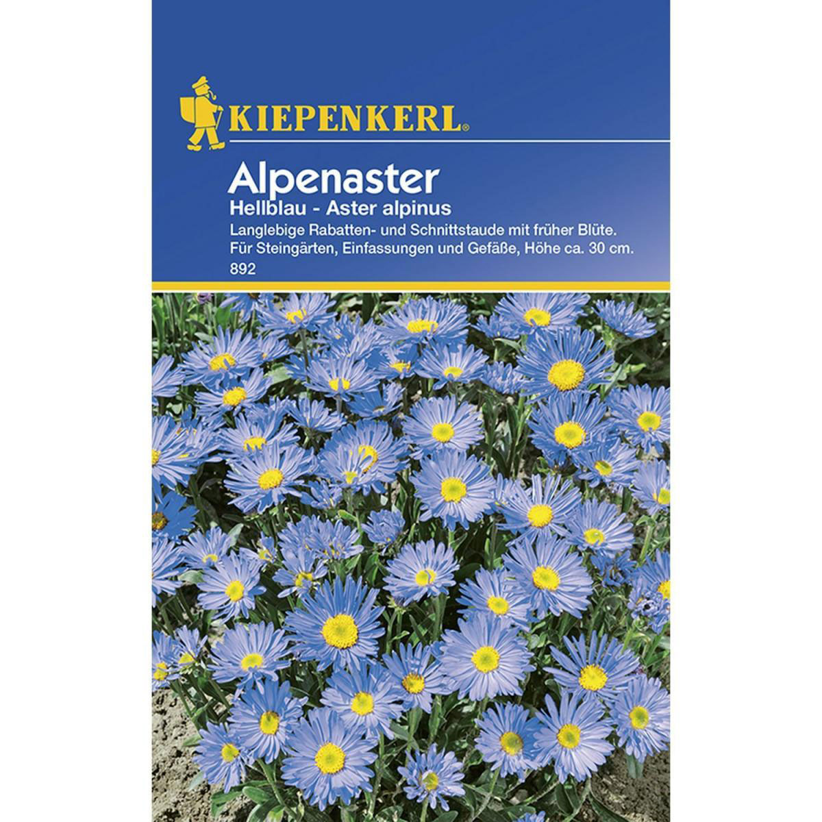 Kiepenkerl Alpenaster hellblau