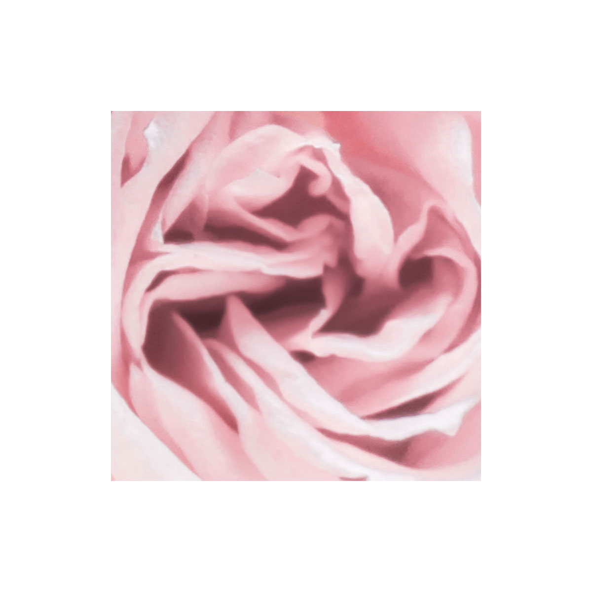 Komar  Papier Fototapete Spring Roses 368x254 cm Bild 6