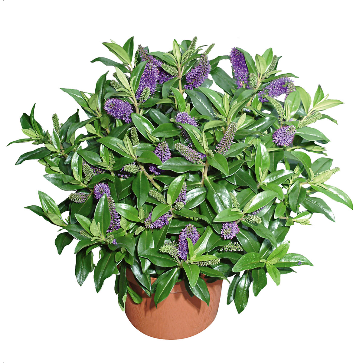 Plantiflor  Solitärbusch bunt Bild 2