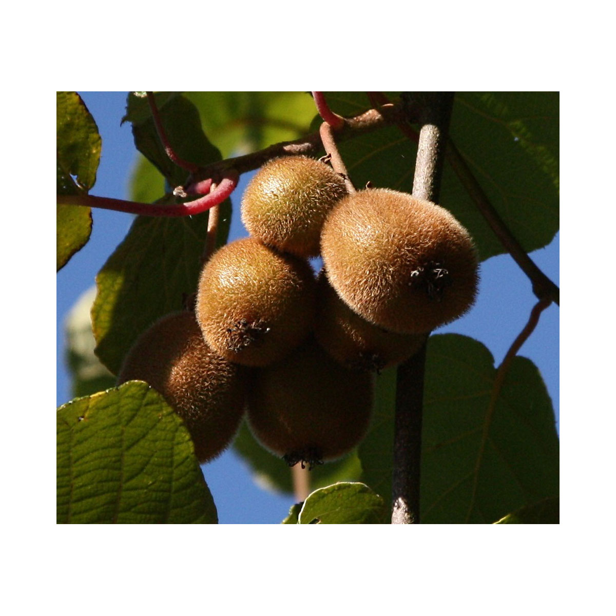 Kiwi Jenny selbstfruchtbar