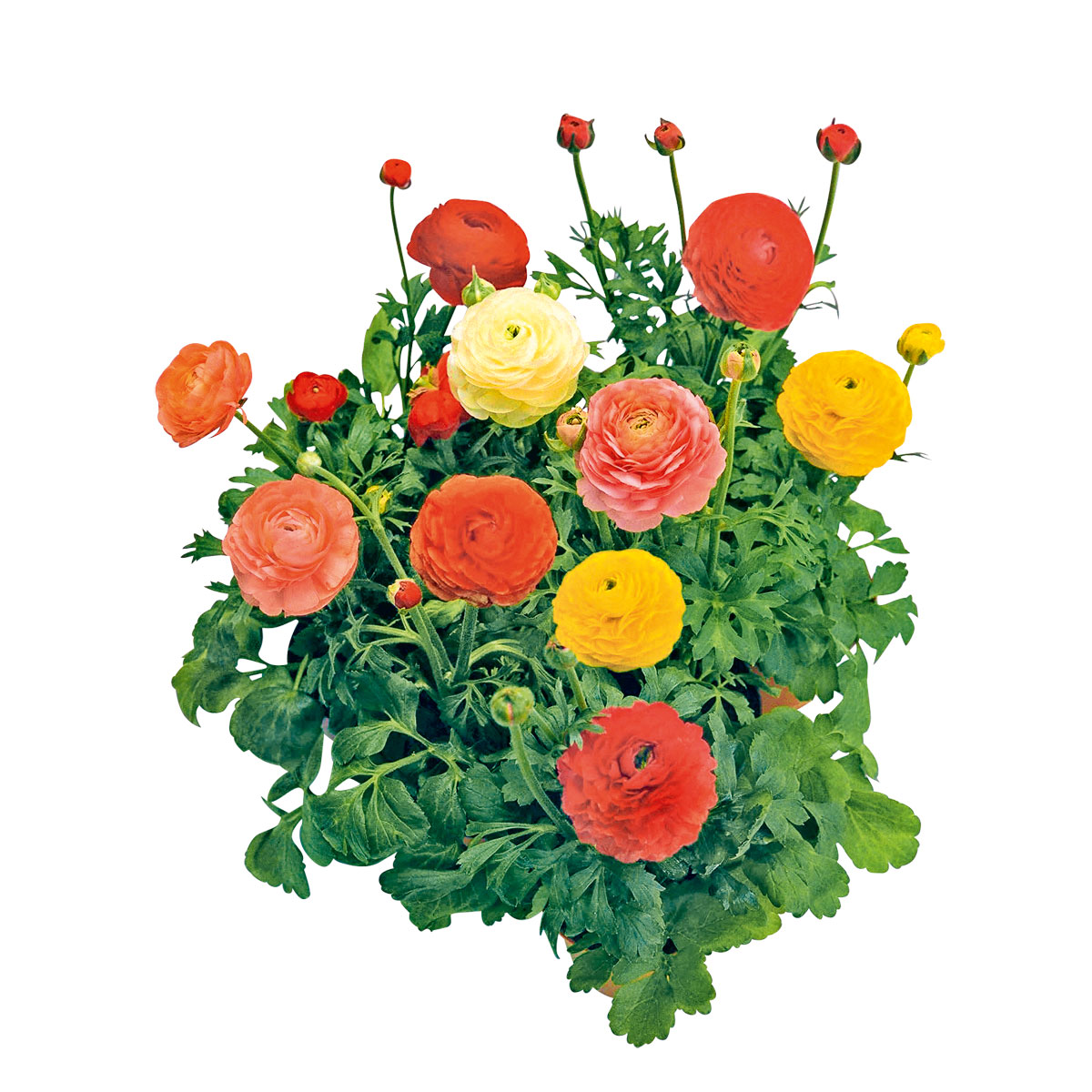 Plantiflor Ranunkel Topf Durchmesser 11 cm Bild 2