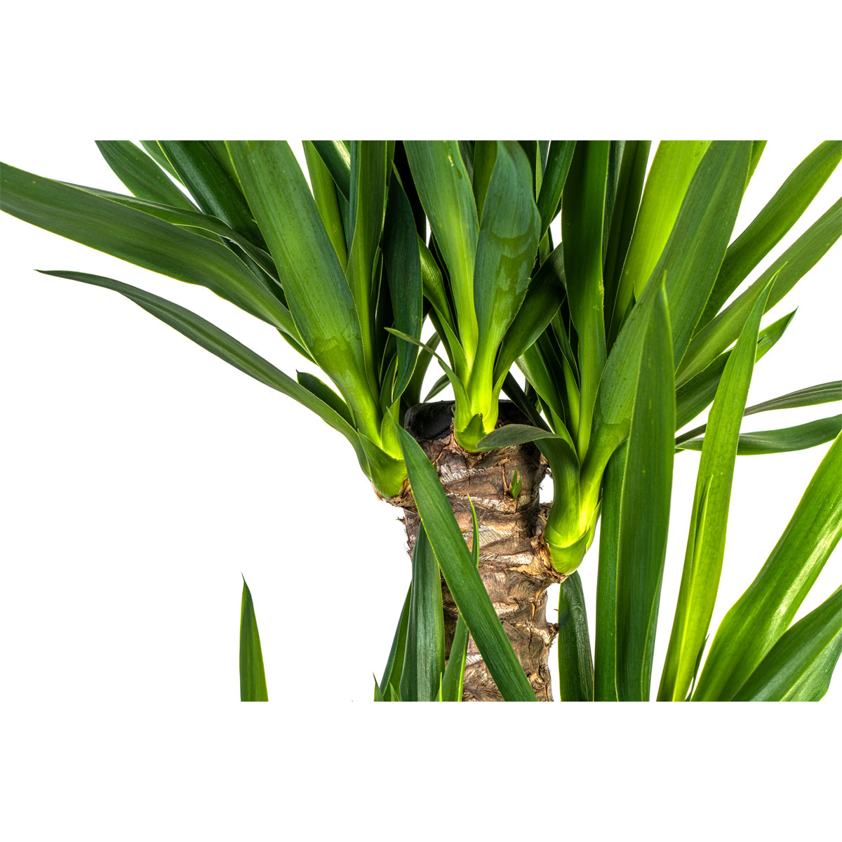 Yucca-Palme, Topf Ø 21 cm Bild 3