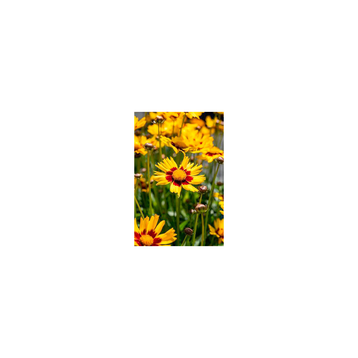 Plantiflor  Mädchenauge Topf Durchmesser 13 cm
