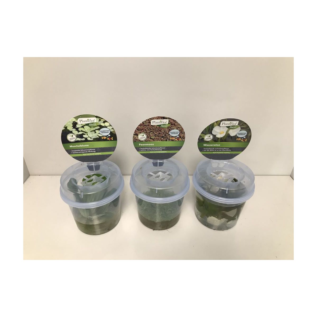 Plantiflor Schwimmpflanzen im Becher Topf Durchmesser 13 cm