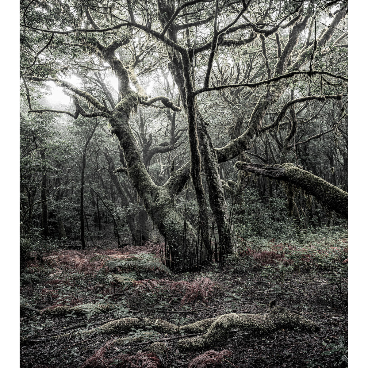 Komar  Vlies Fototapete Das Model 250x280 cm Bild 2