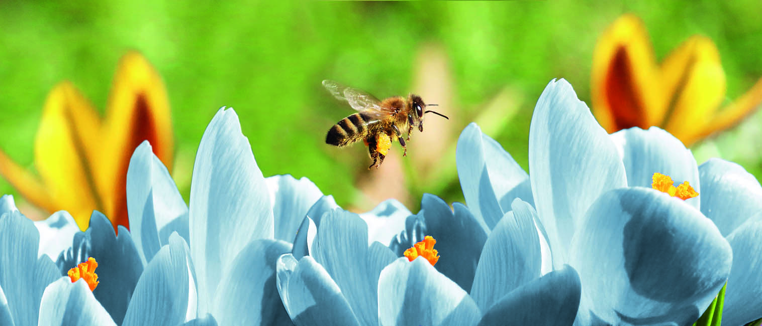 Hell Blaue Blumen und darüber eine Biene