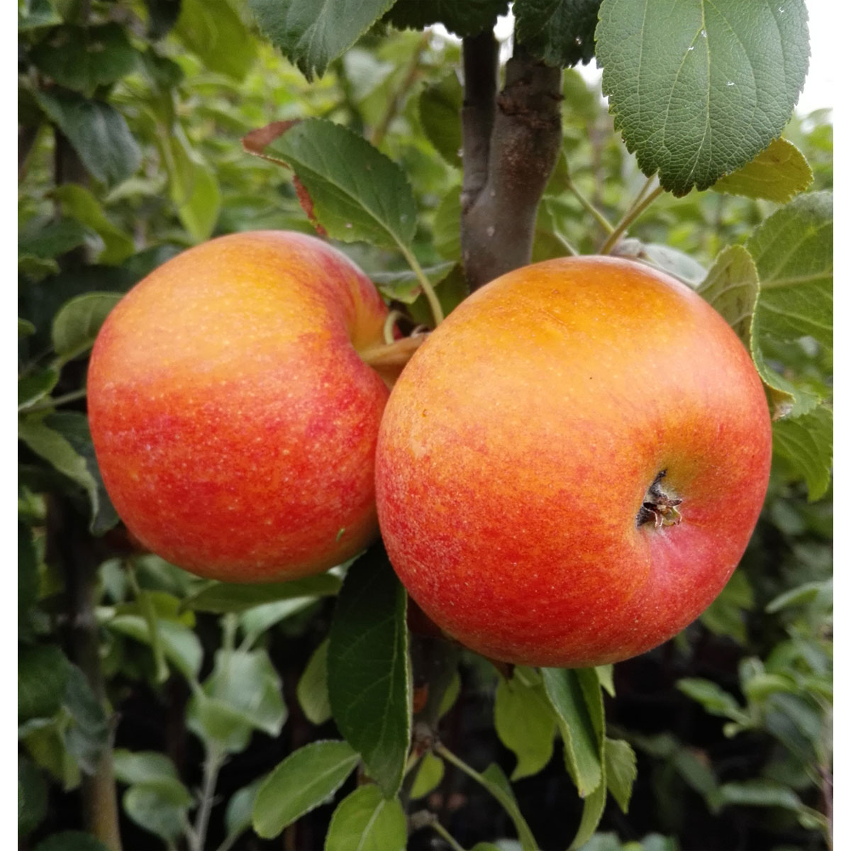 Apfel Alkmene allergikergeeignet