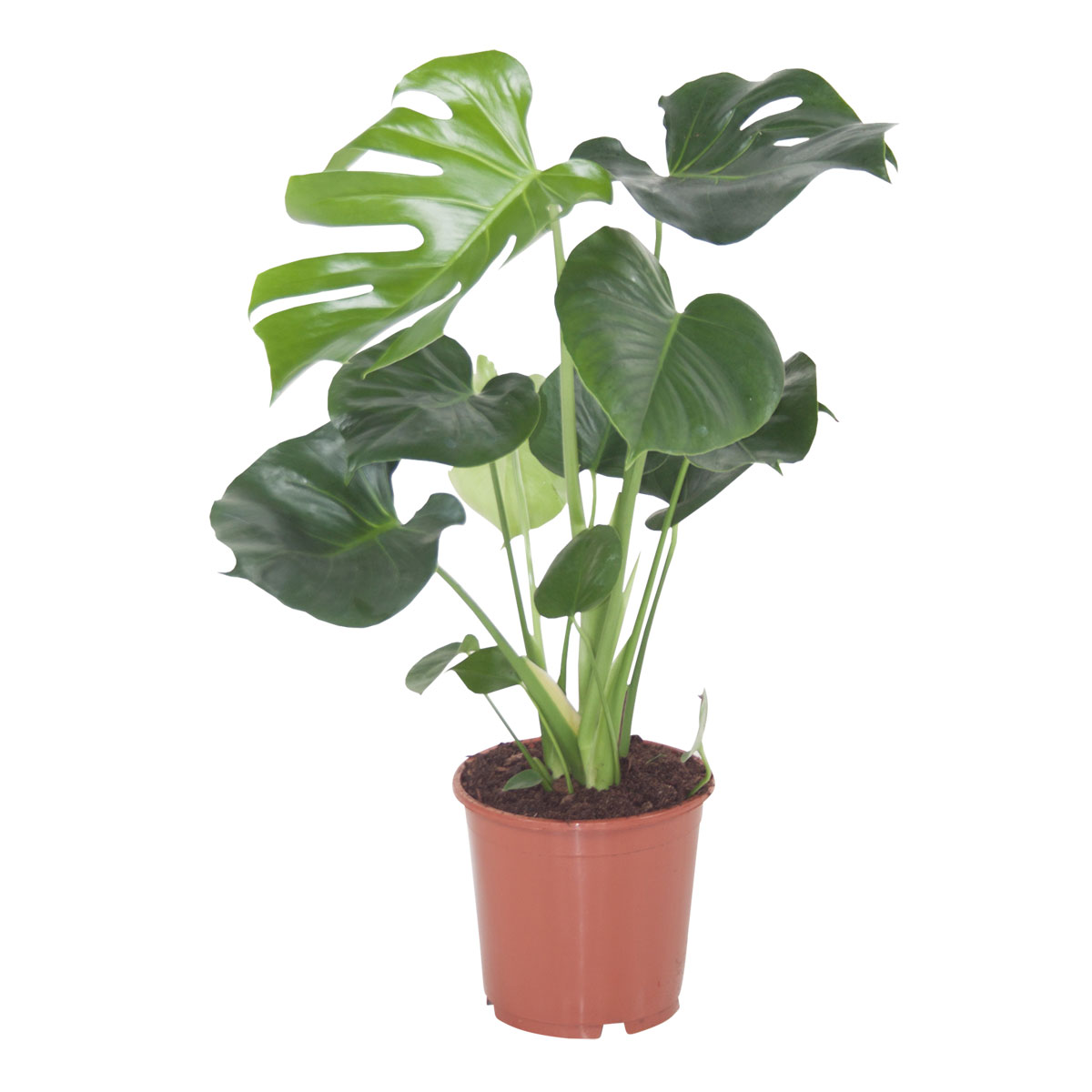 Plantiflor  Fensterblatt Topf-Ø 21 cm