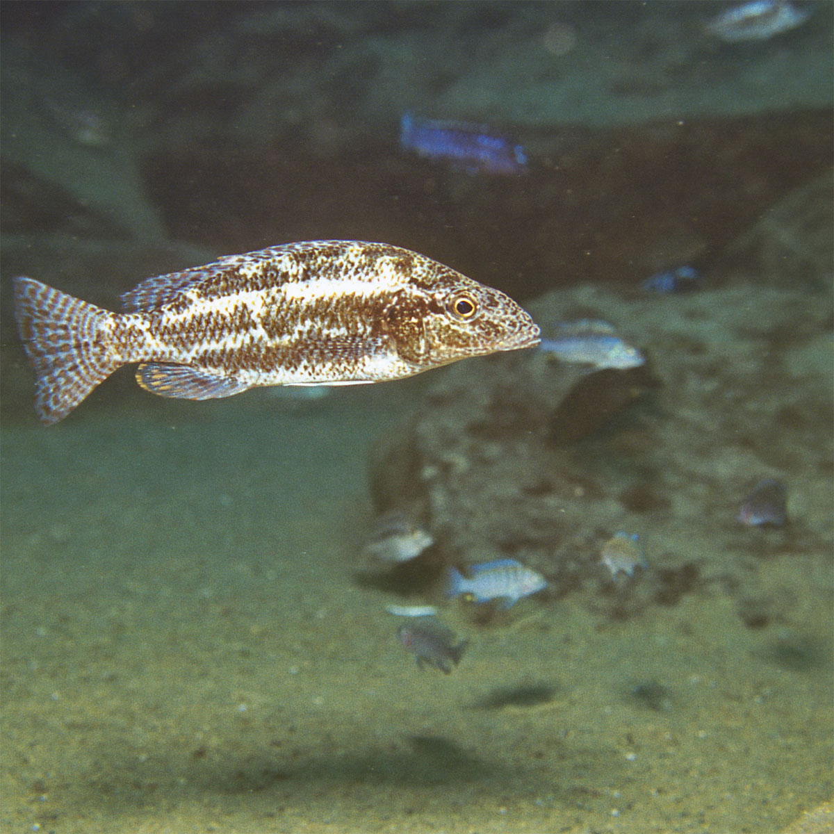 JBL  PRONOVO TANGANYIKA FLAKES M 250ml Bild 3