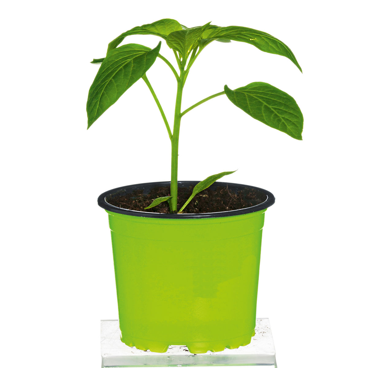 Plantiflor Meisterklasse Paprika gelb Satrapo Topf Durchmesser 11 cm Bild 2