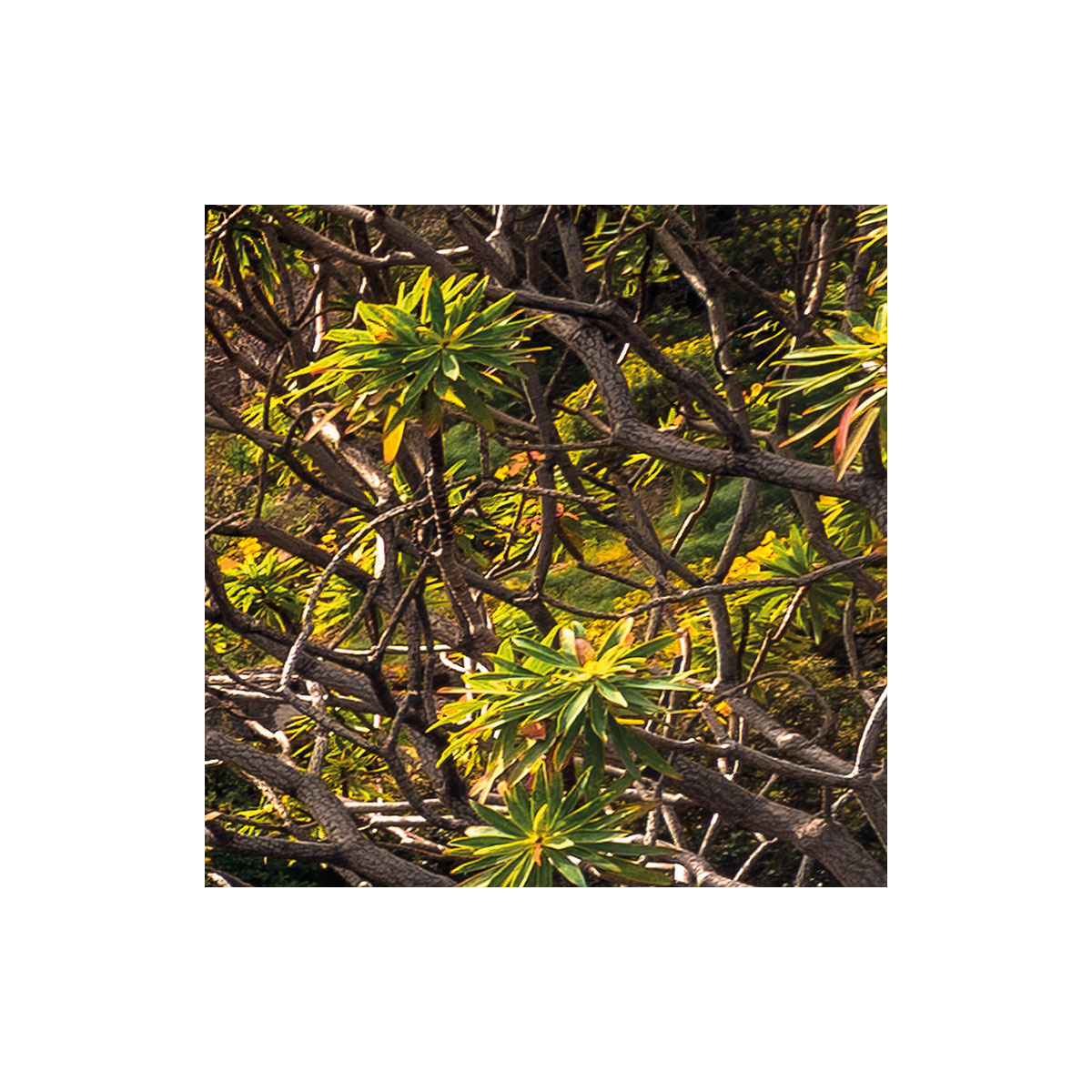 Komar  Vlies Fototapete Rainbow Lands 450x280 cm Bild 7