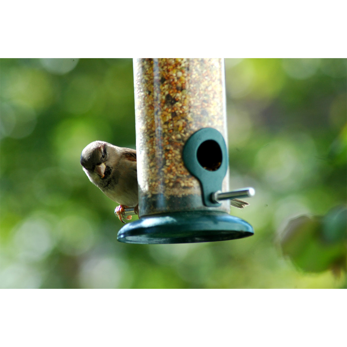 Futterspender zum Aufhängen 9,5 x 9,5 x 23 cm Metall Dunkelgrün Bild 4
