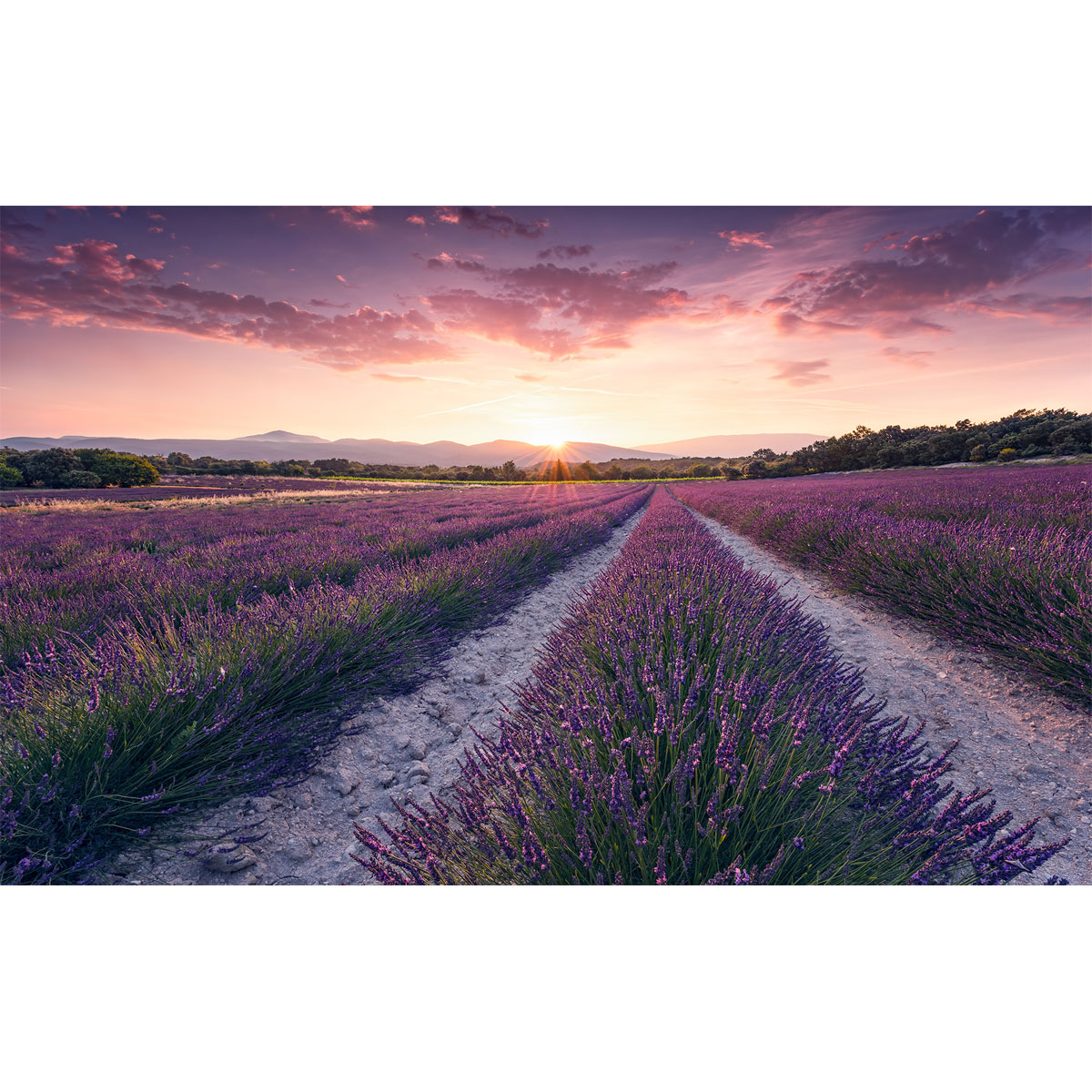 Komar  Vlies Fototapete Lavender Dream 450x280 cm Bild 2