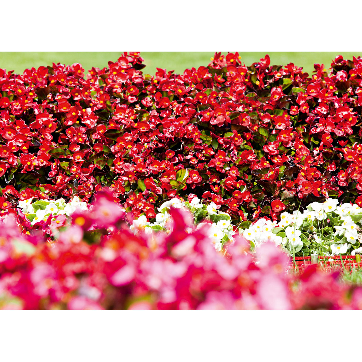 Plantiflor  Begonie Durchmesser 13 cm Bild 4