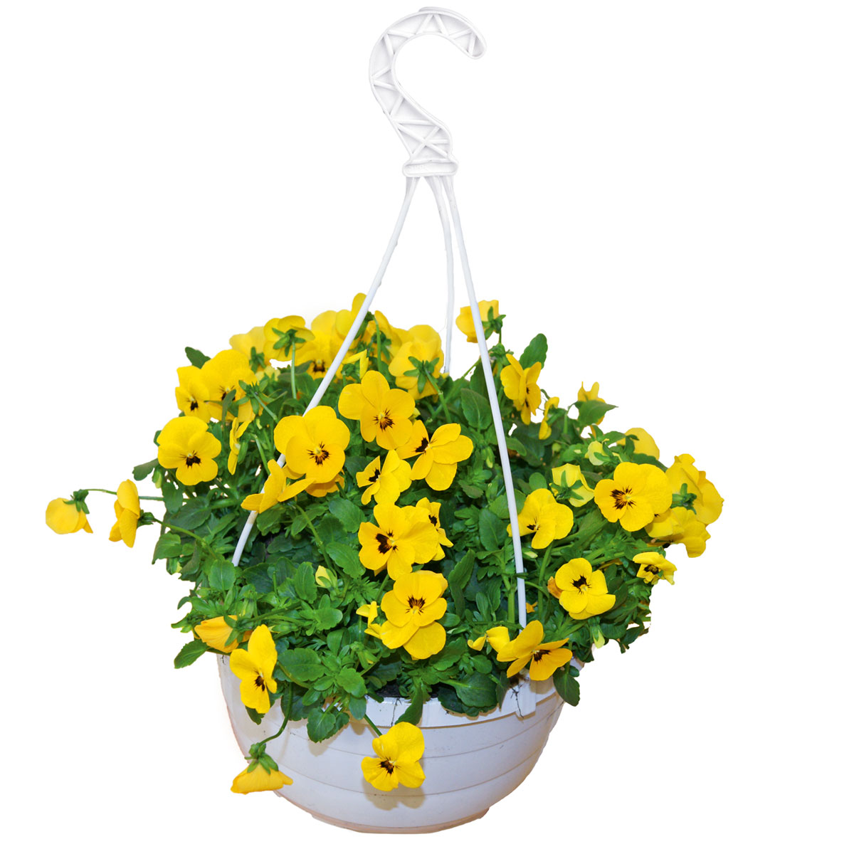 Plantiflor  Hornveilchen Ampel Durchmesser 25 cm Bild 1