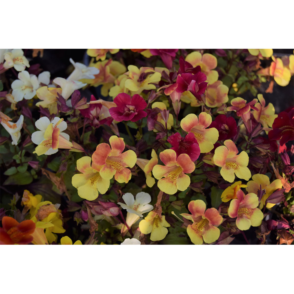 Plantiflor  Gauklerblumen Topf Durchmesser 13 cm