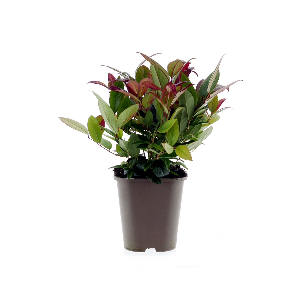 Plantiflor Traubenmyrthe Scarletta Topf Durchmesser 15 cm