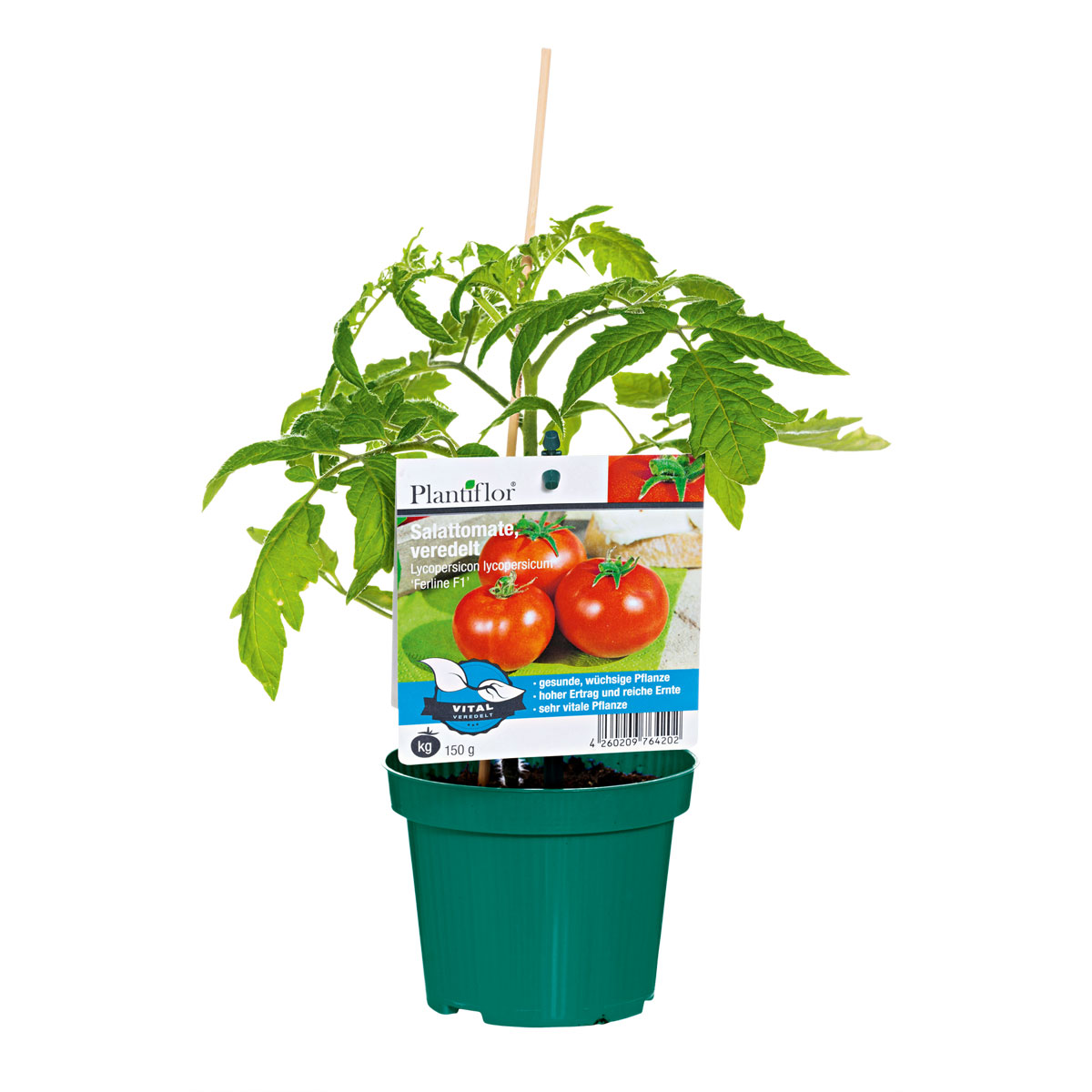 Plantiflor Veredelte Salattomate Topf Durchmesser 12 cm