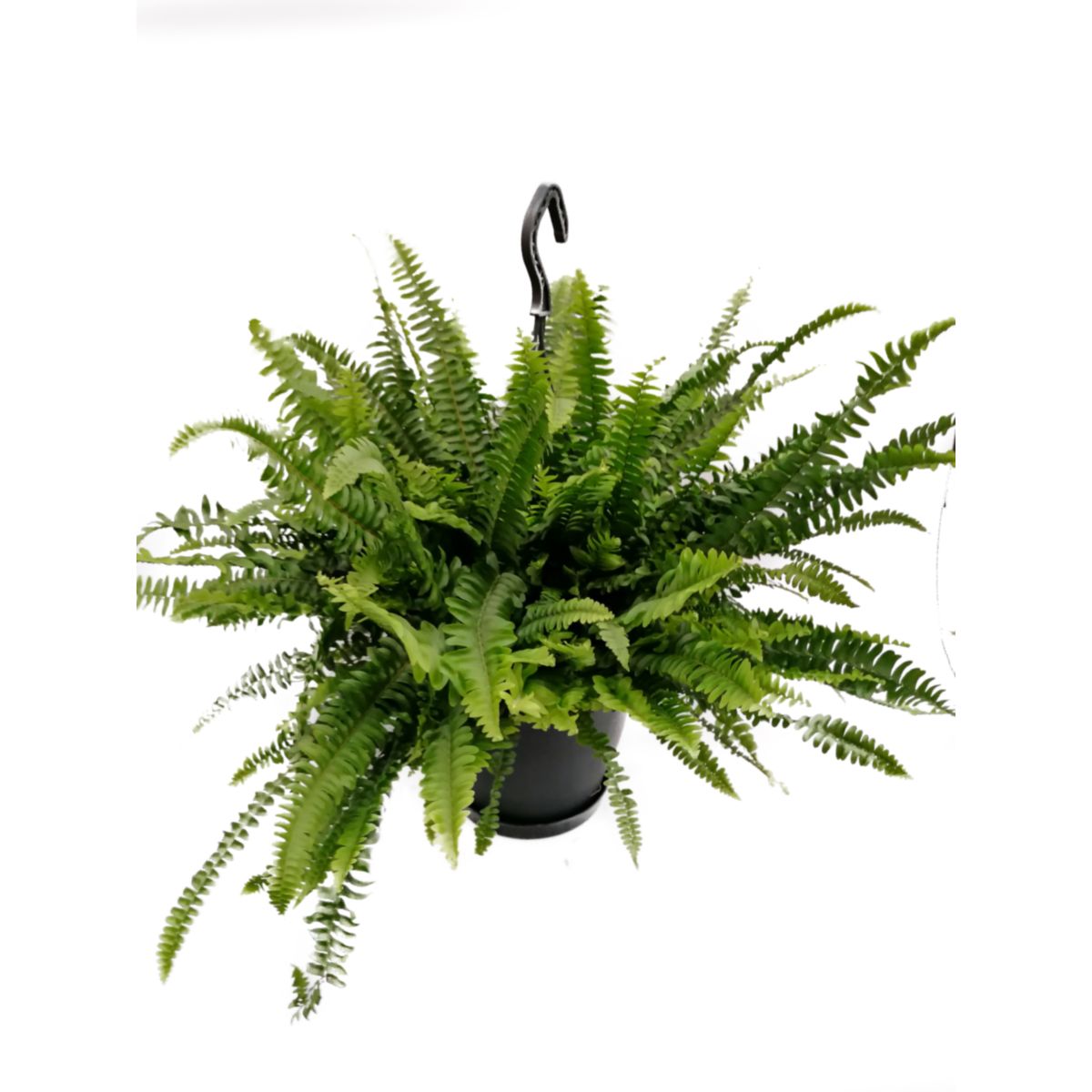 Plantiflor  Schwertfarn Green Lady Ampel T19
