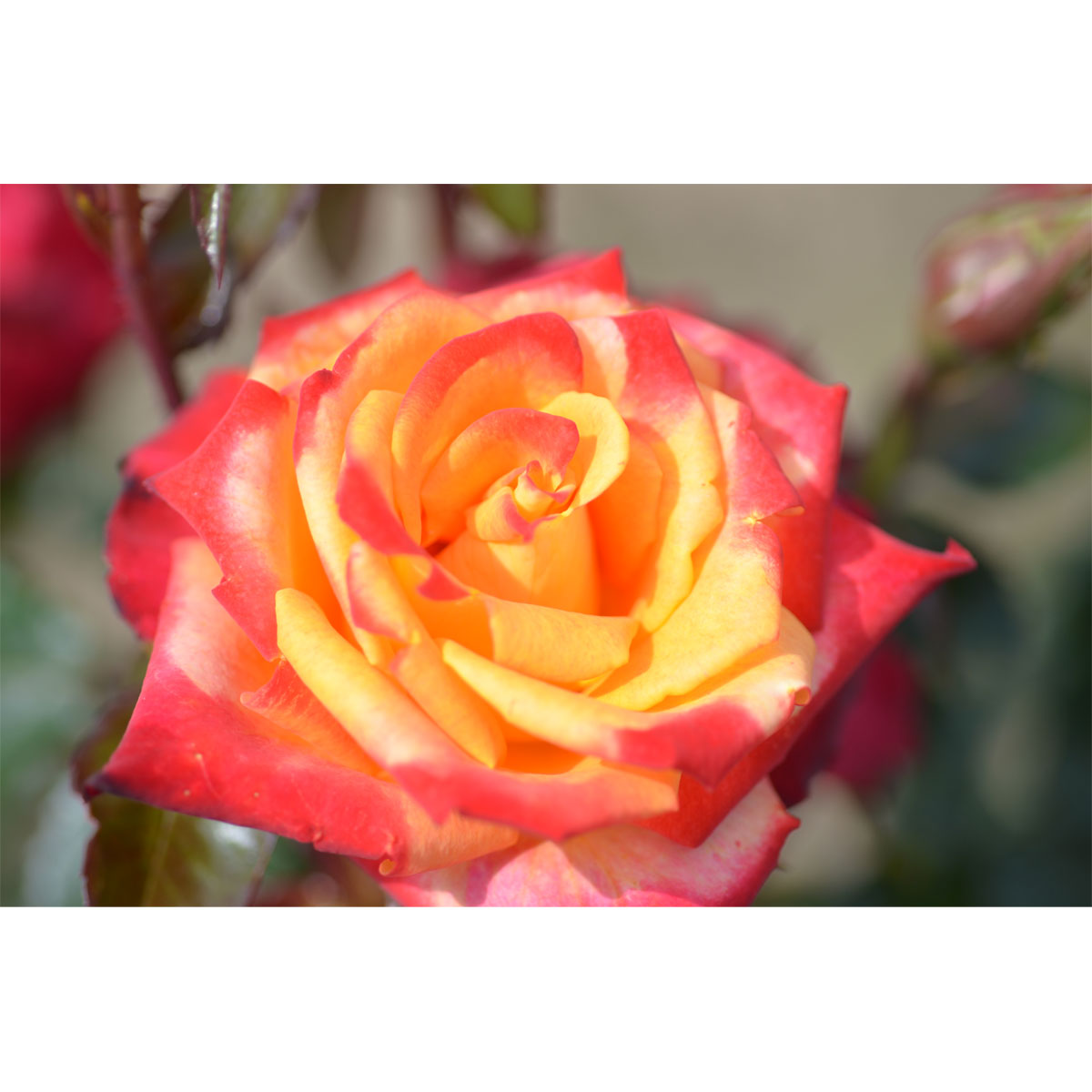 Plantiflor  Edelrose Zweifarbig Topf Durchmesser 19 cm