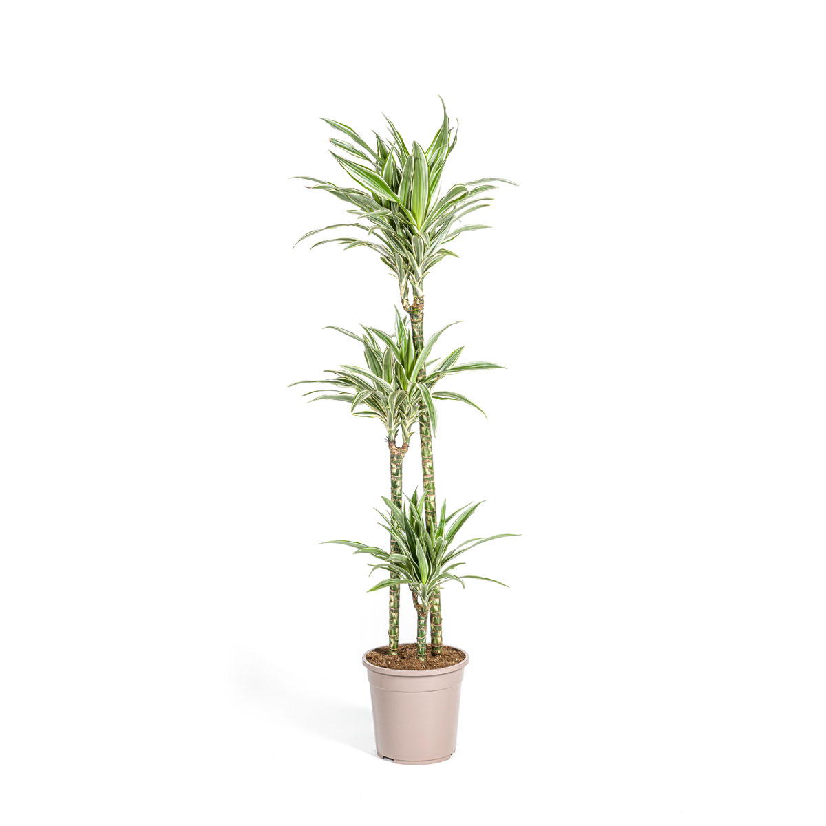 Duftender Drachenbaum „White Stripe“, Topf Ø 24 cm Bild 1