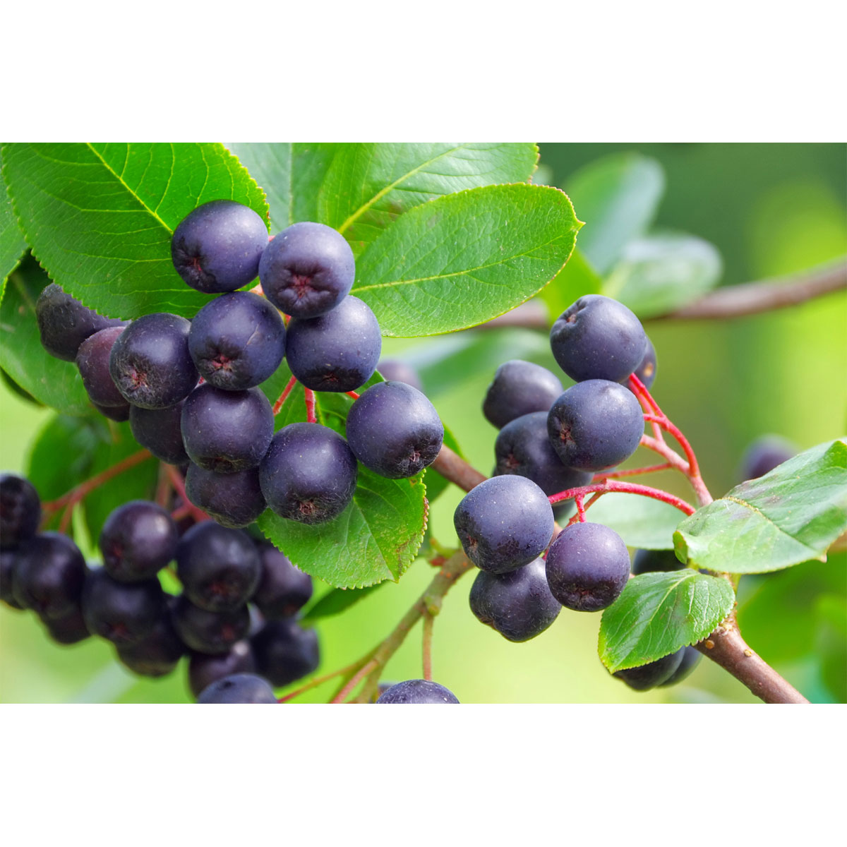 Plantiflor Schwarze Apfelbeere Topf Durchmesser 17 cm Bild 1