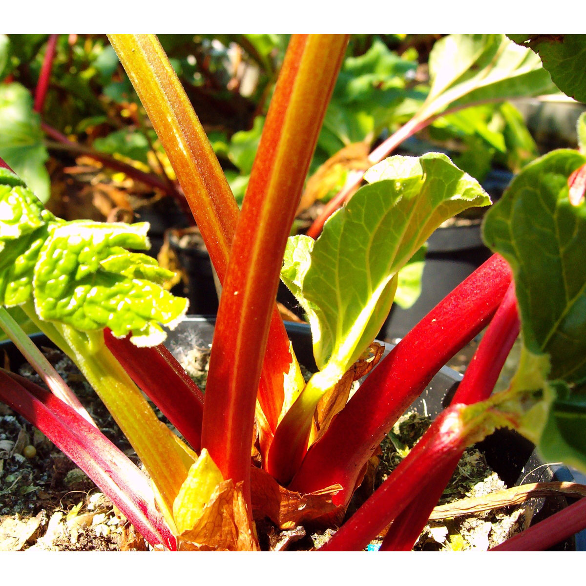 Rhabarber Frambozen rood