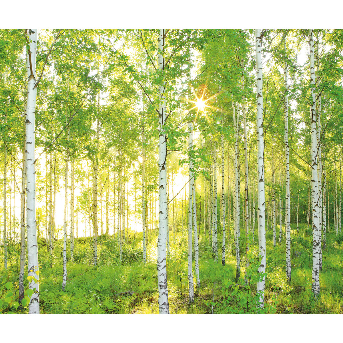 Komar  Vlies Fototapete Sunday 300x250 cm Bild 2