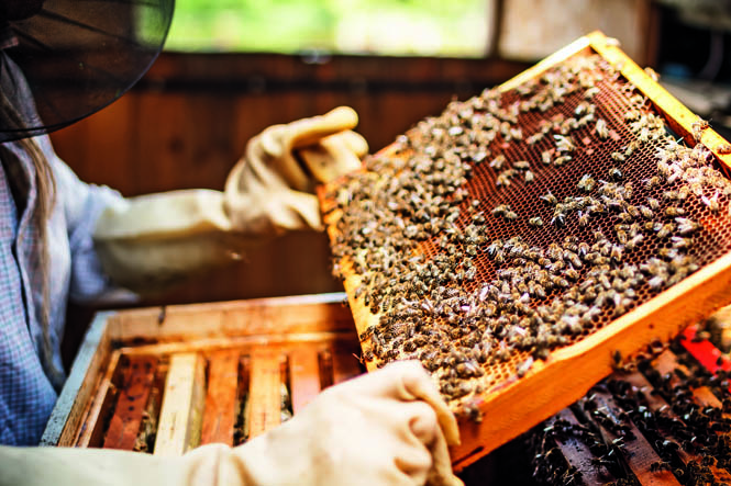 Ein Imker der gerade den Honig erntet